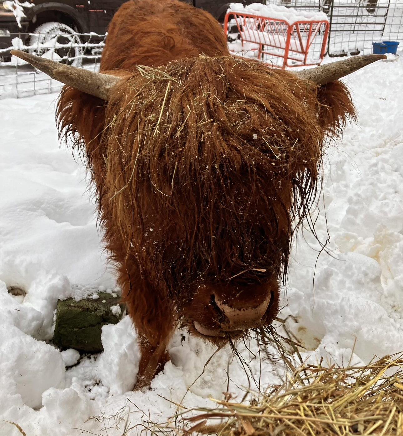 Highland Cow Collection